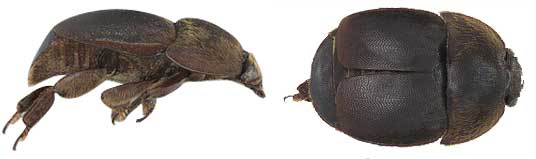 Hive Beetle